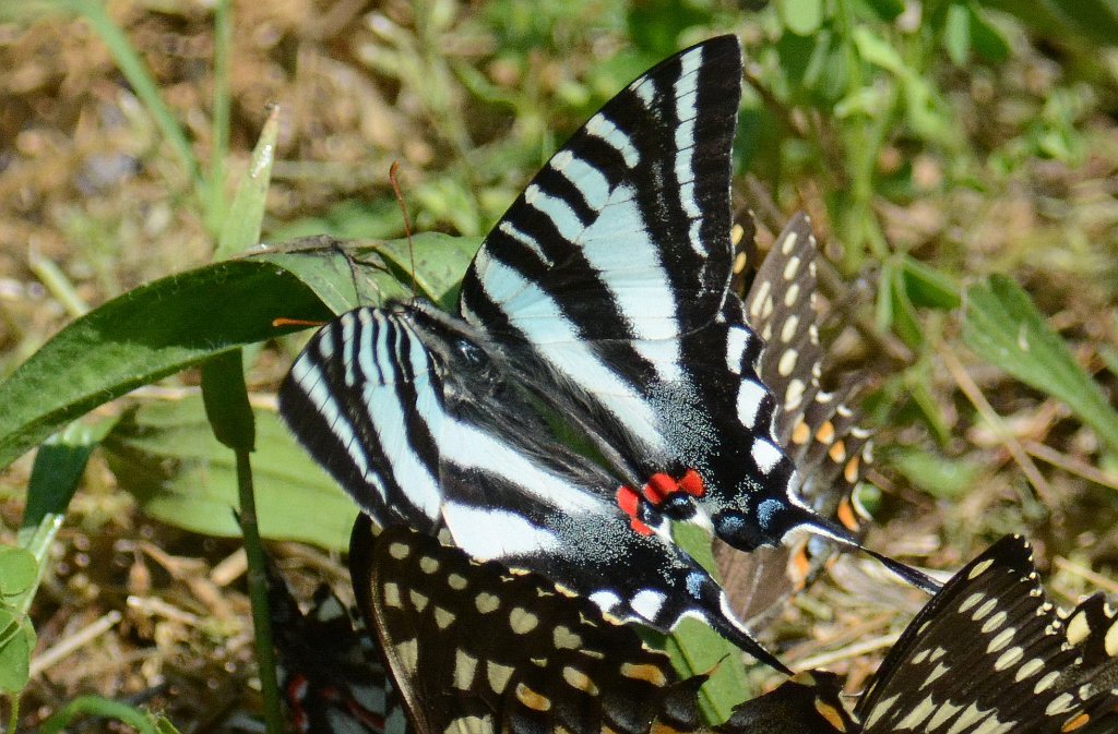 207 2014-05132239b Great Dismal Swamp NWR, VA.JPG - Zebra Swallowtail (Eurytides marcellus). Butterfly in center, blue, white, red. Great Dismal Swamp National Wildlife Refuge,VA, 5-13-2014